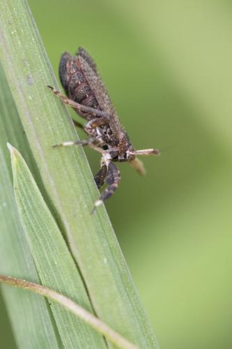 Réf. 256 312 : Asiraca clavicornis